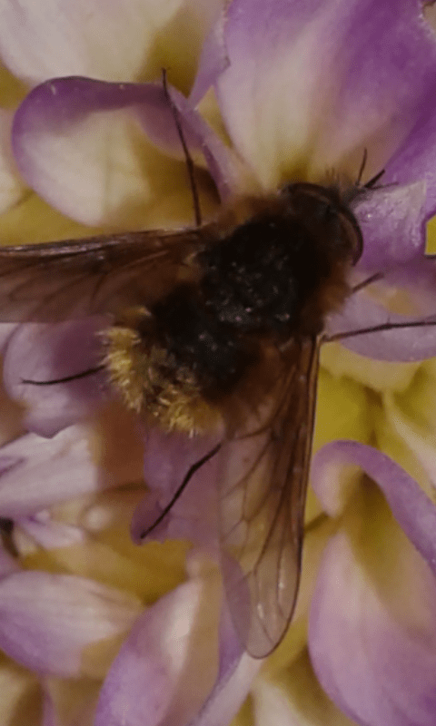 Bombyliidae : Bombylisoma sp.?  S